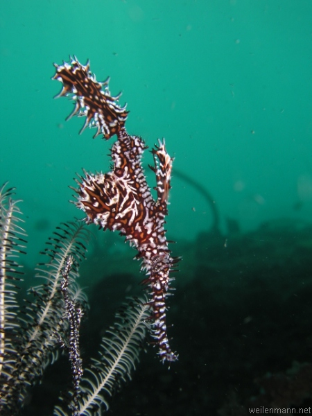 Ornate Ghostpipefish